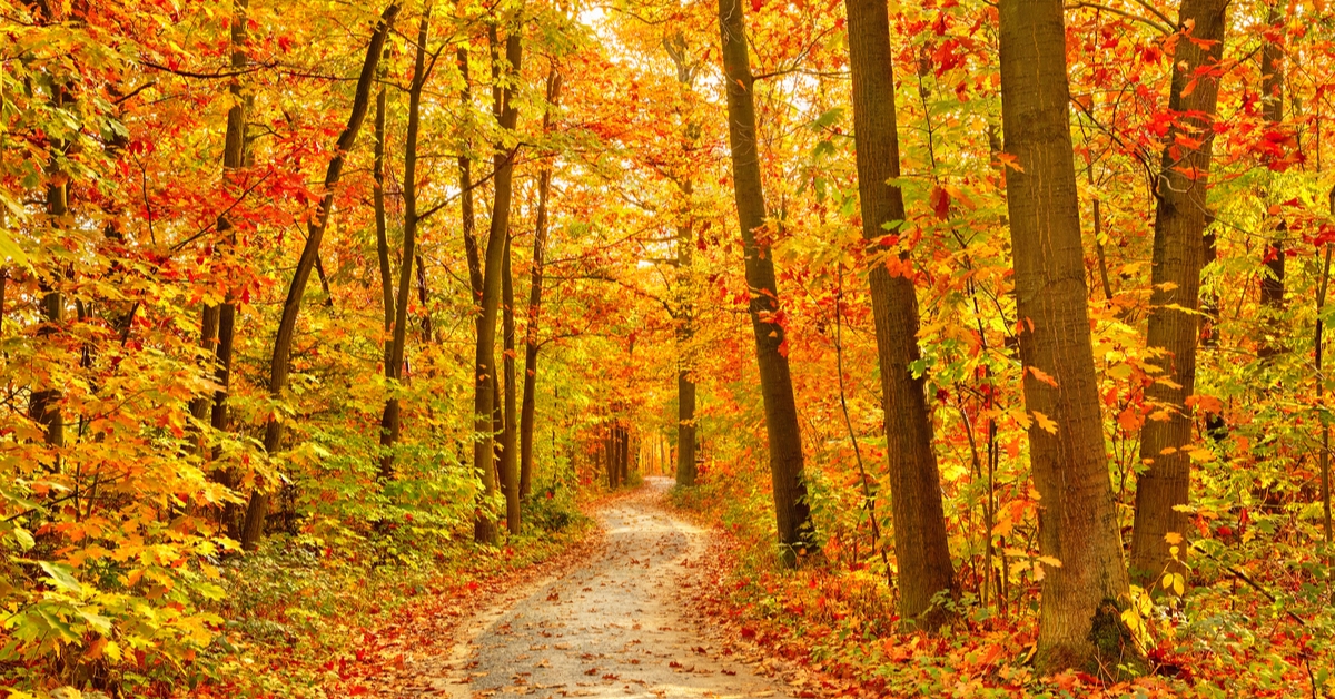 Skogen finner jeg skjnnest i hstgeniets fantasi